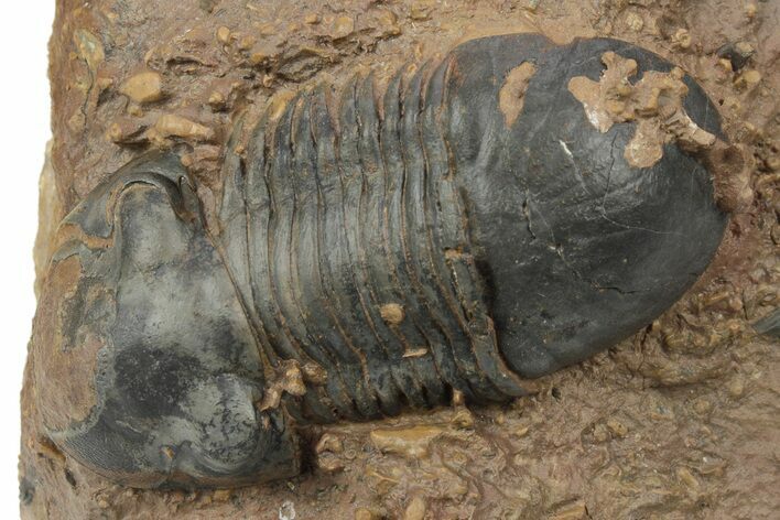 Paralejurus Trilobite With Microfossils - Lghaft, Morocco #243838